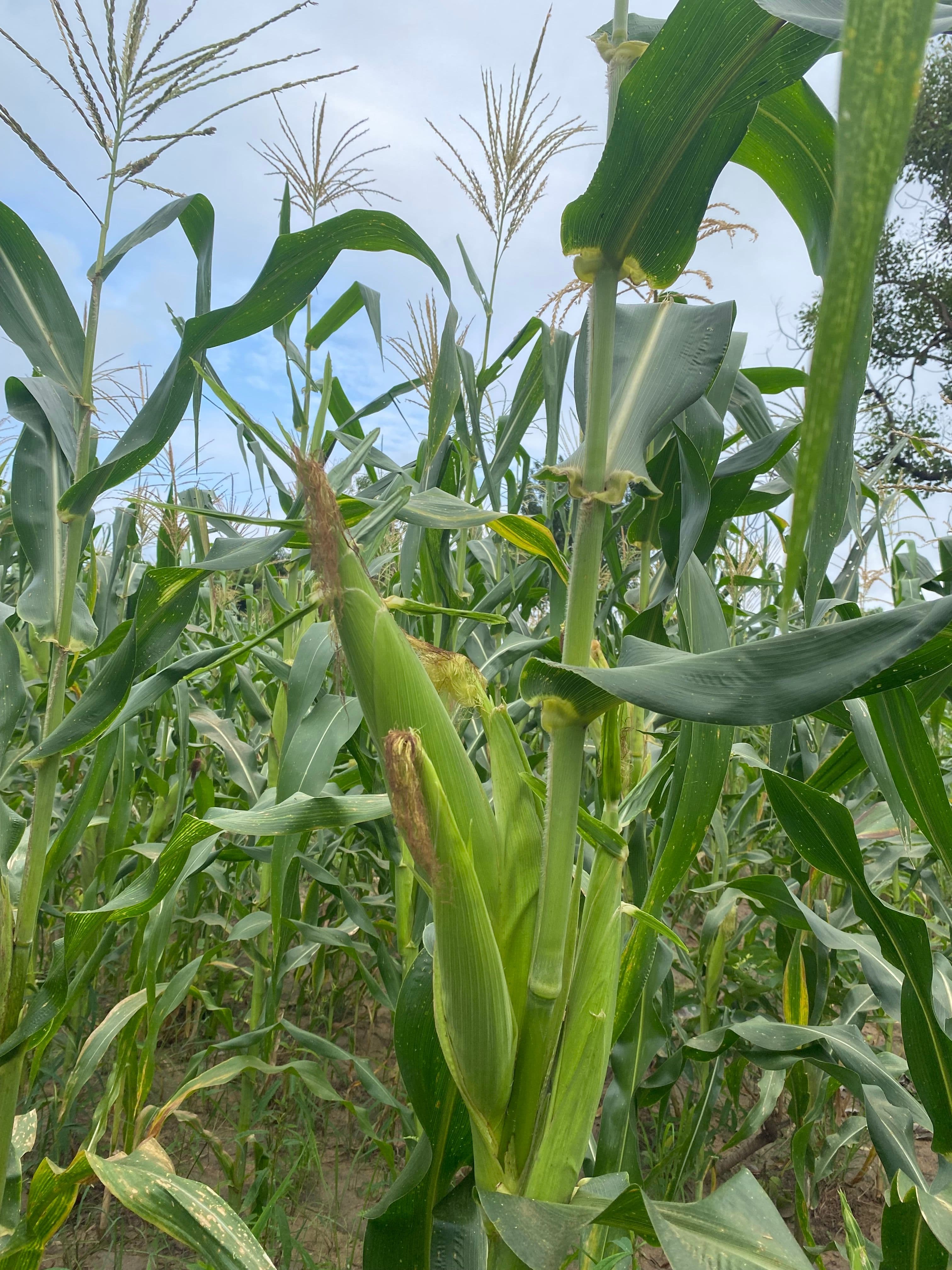 Zinatu Issaka Farm farm photo